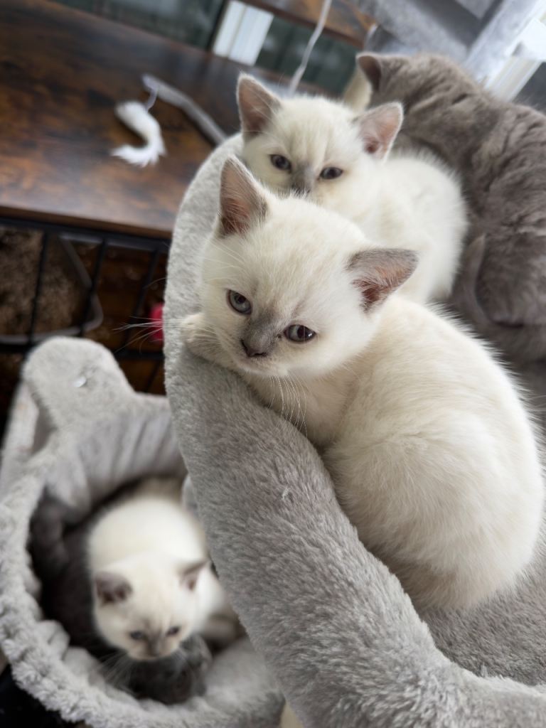 British shorthair kittens 