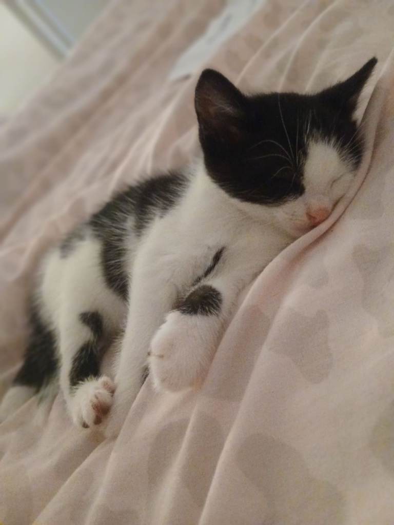 Gorgeous kittens available 