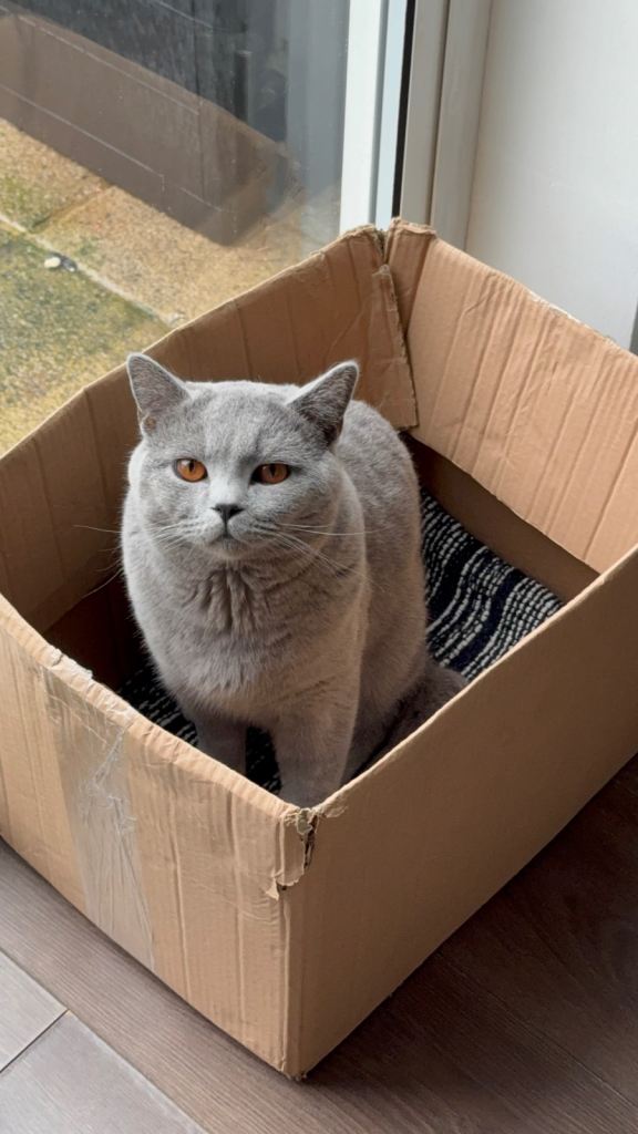 British shorthair 