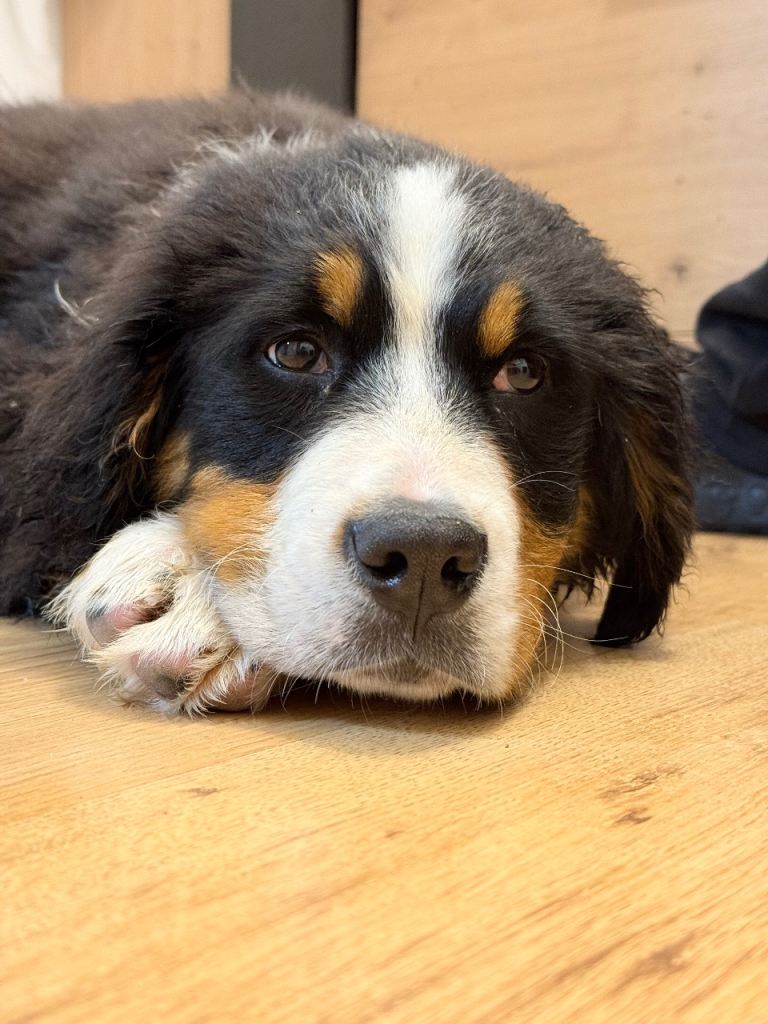 Gorgeous Bernese Mountain Dog Puppy Girl