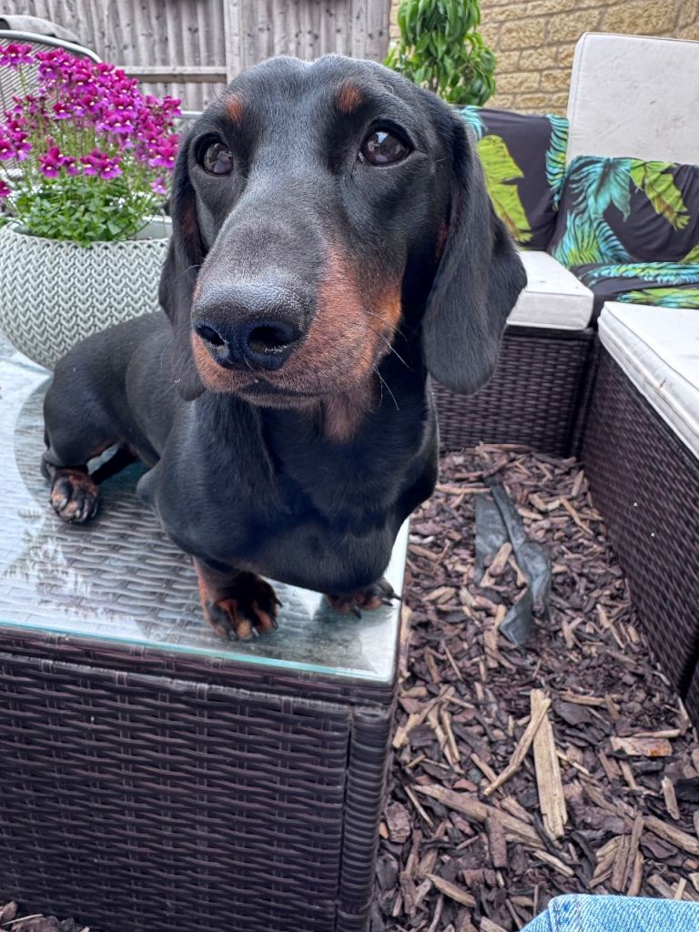 Handsome miniature dachshund 