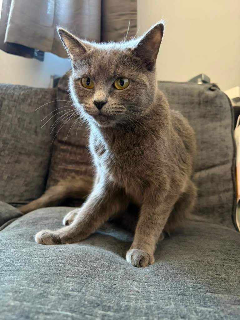2 female cats for sale 