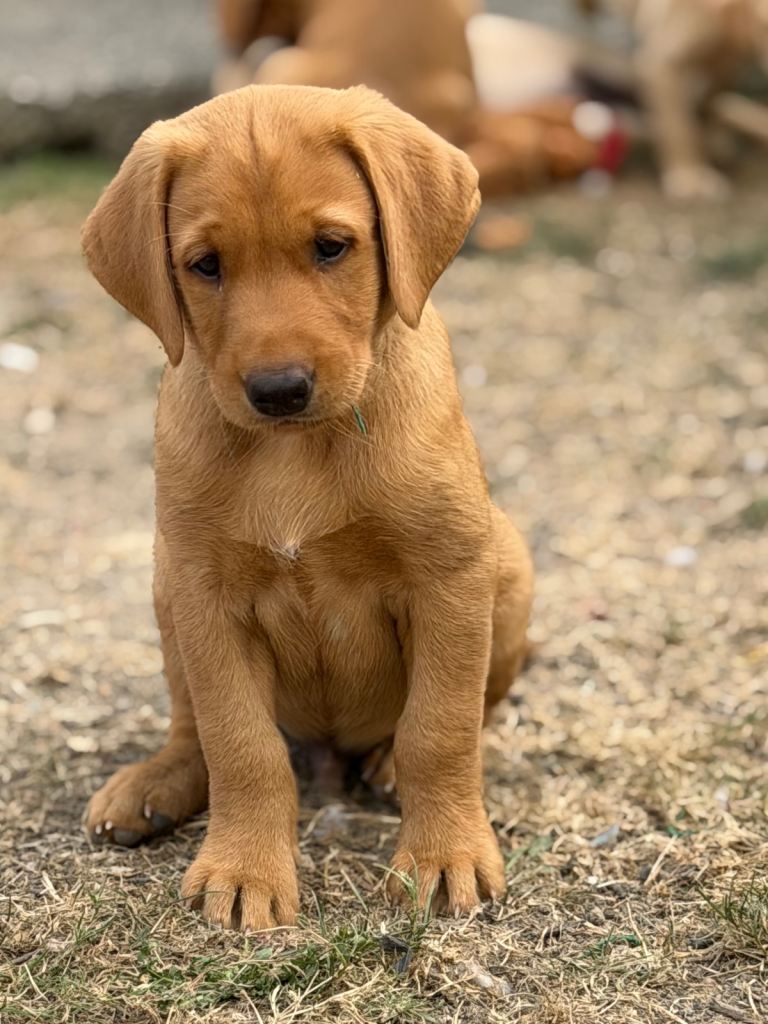 Pure bred Labrador puppies 