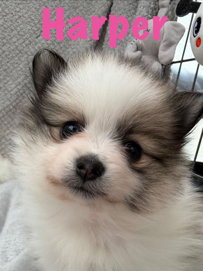 Pomeranian Puppies Ready To leave now