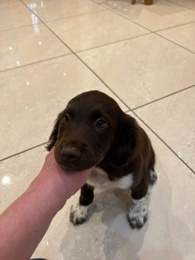 Springer pup