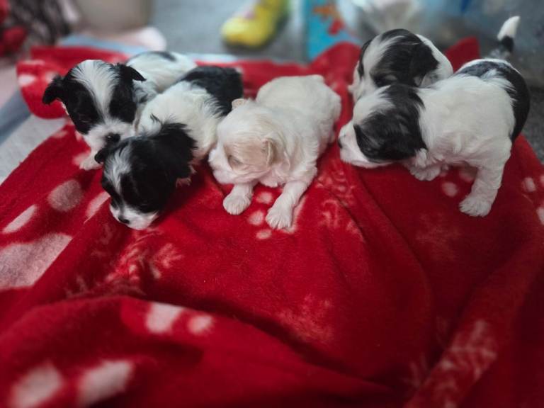 X Maltese Puppies for Sale 4 boys 1 girl