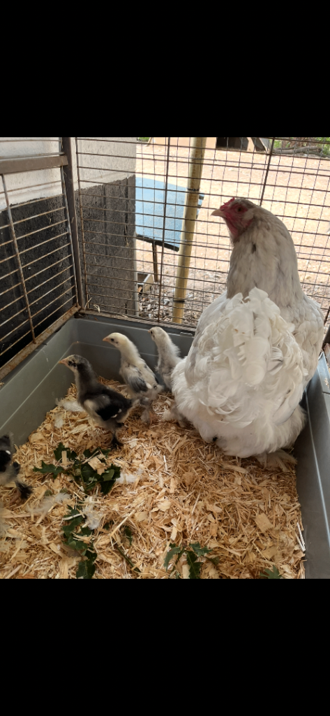5 chicks + mum Lavender orpington