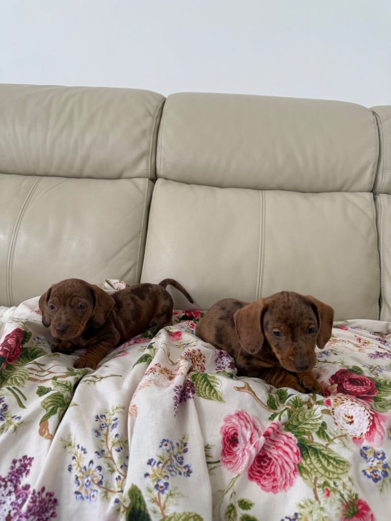 Miniature dachshund puppies 