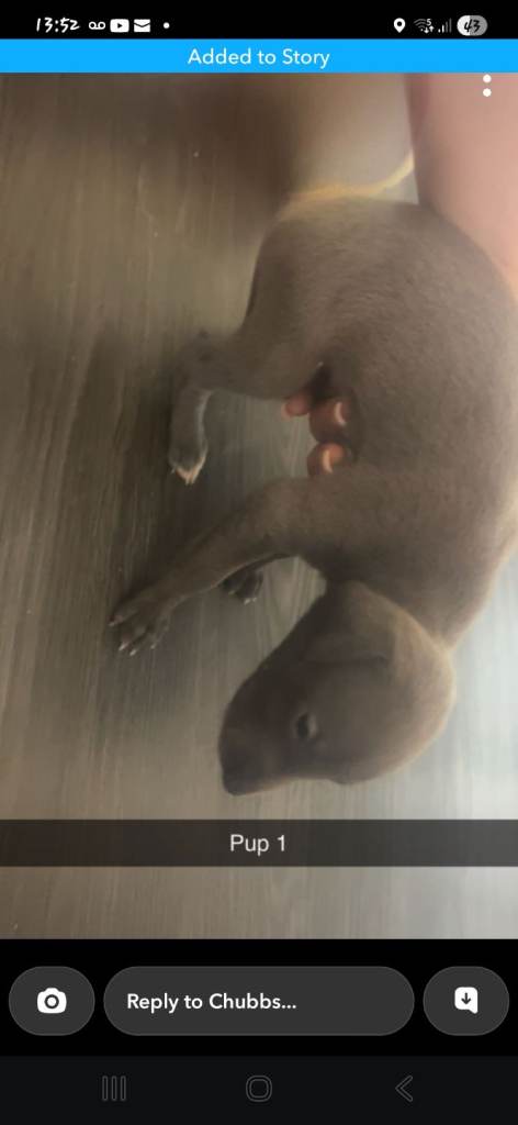 Whippet puppy's for sale