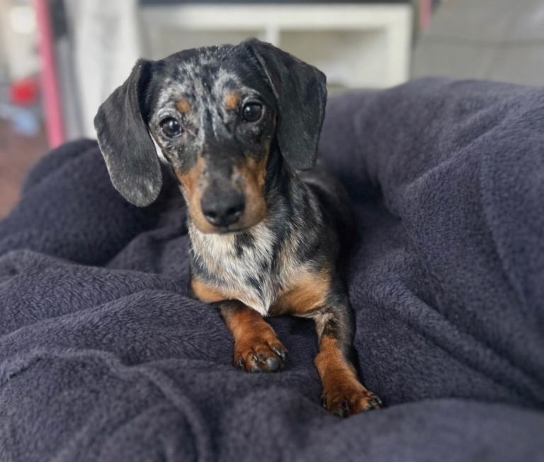 Merle dapple female dachshund 