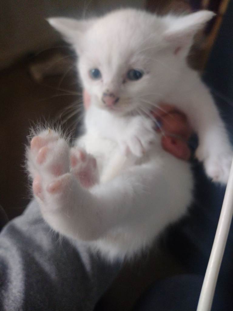 All kittens now gone 😺