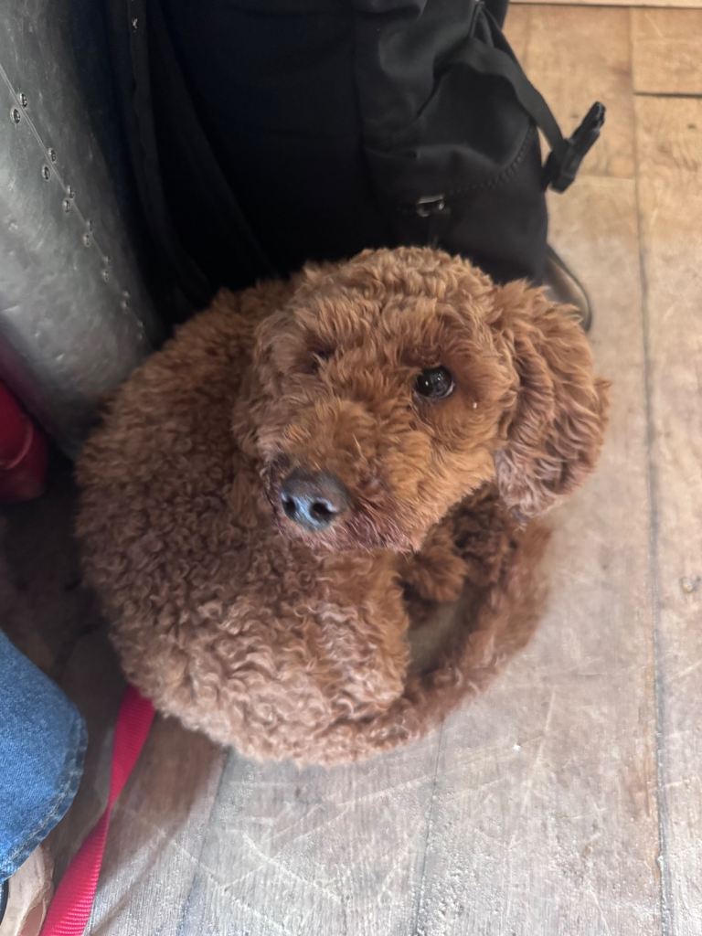 KC Red Fox miniature toy Poodle puppy ready now