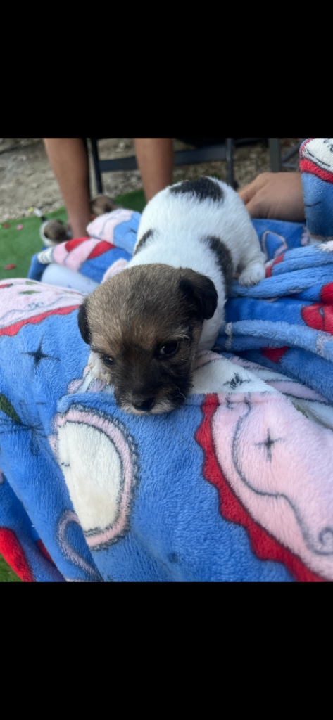 Gorgeous miniature Jack Russell puppies  ready for there forever homes 