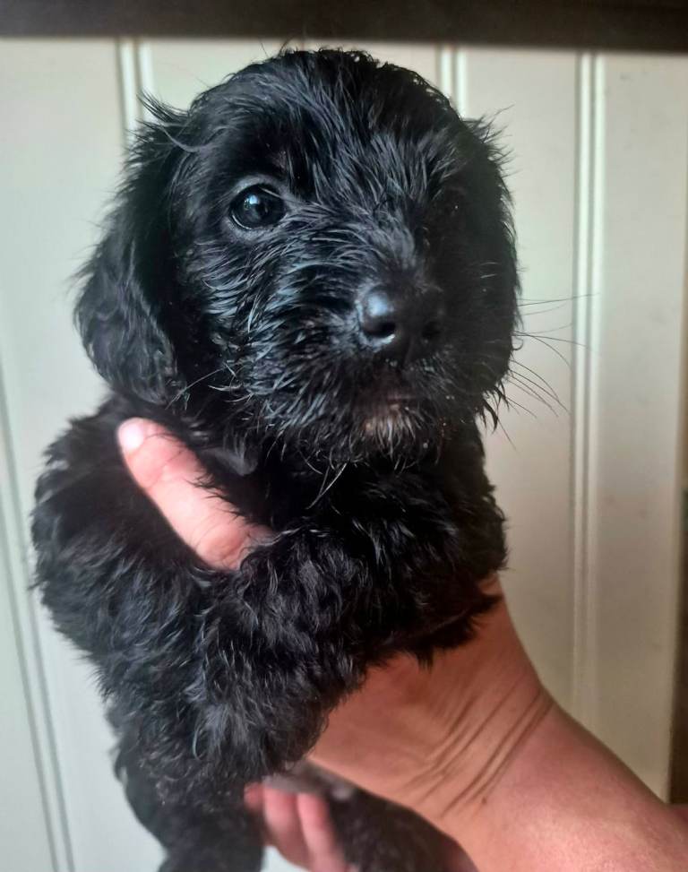 Yorkiepoo puppies 