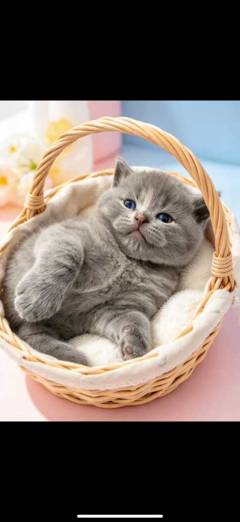 Rare blue- cream British Shorthair kittens, registered.”