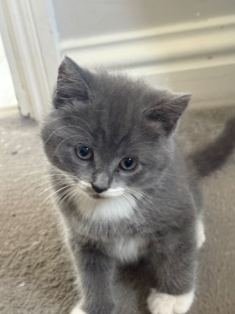 🐾 Adorable White & Grey Kittens for Sale 🐾