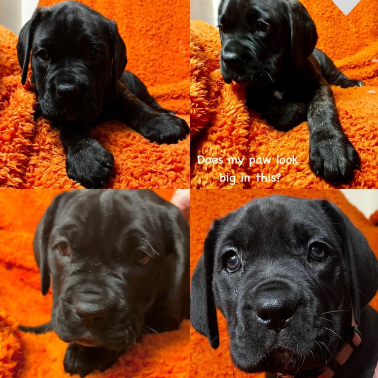 Cane Corso puppies 