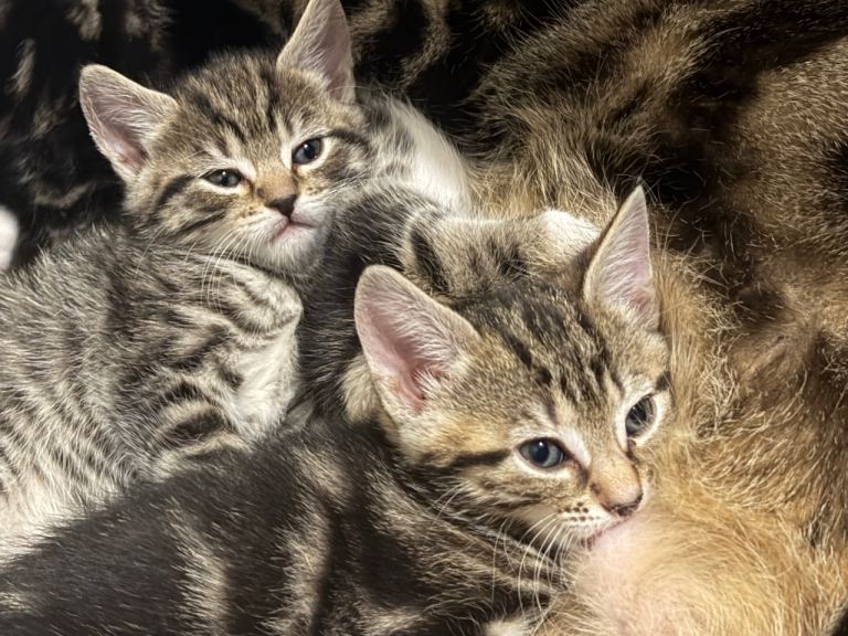 PICKING NEW HOMES from all responses. NOT AVAILABLE anymore x