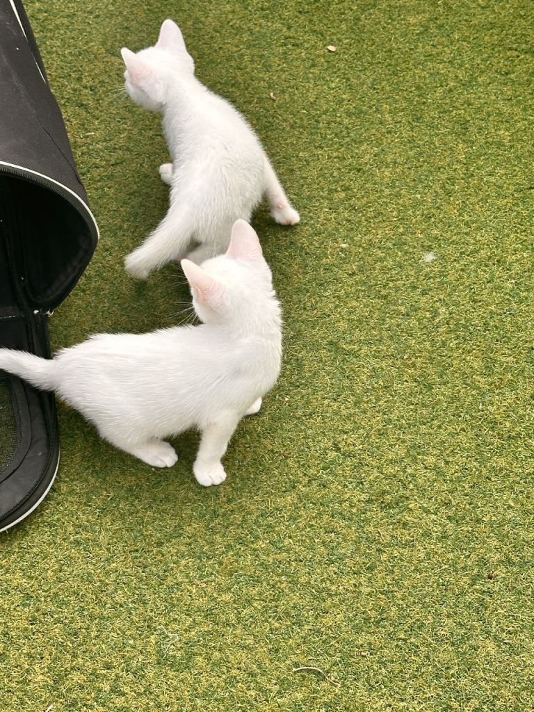 3 kittens left 