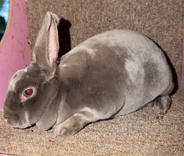 Rex rabbits 