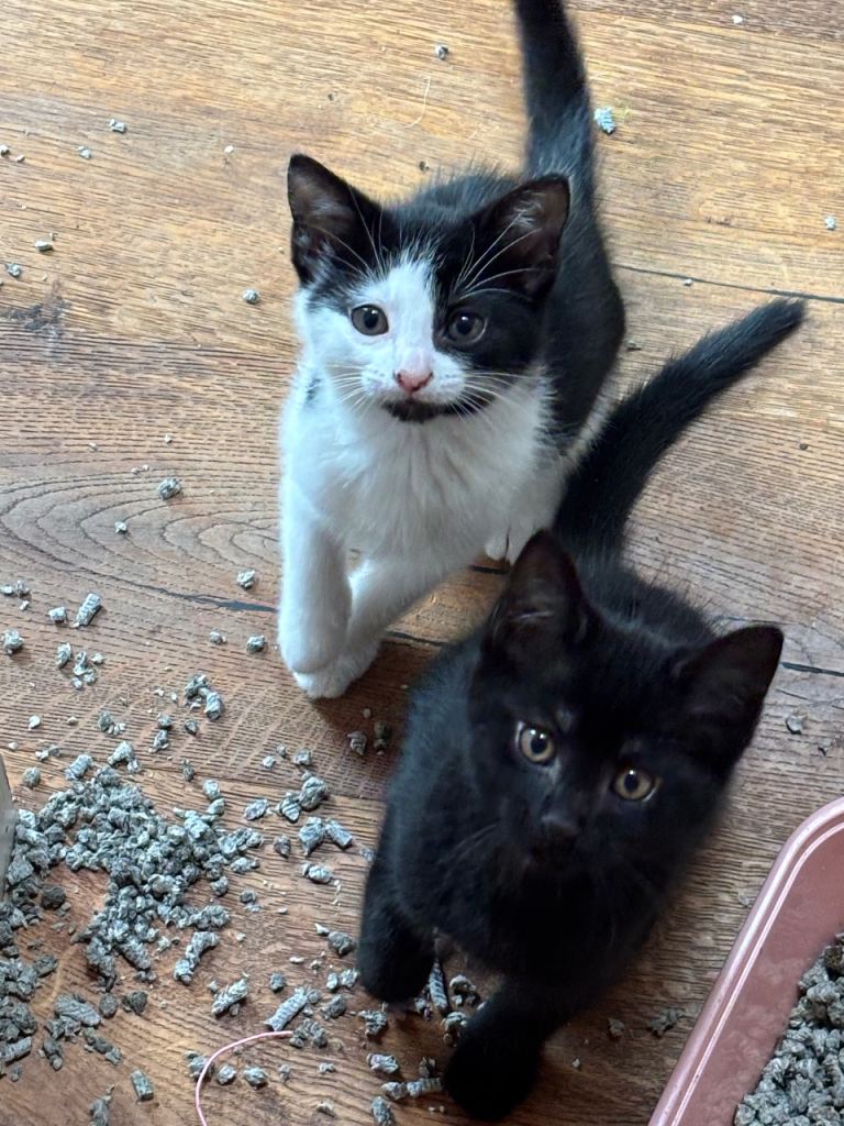 6 beautiful kittens ready to go 
