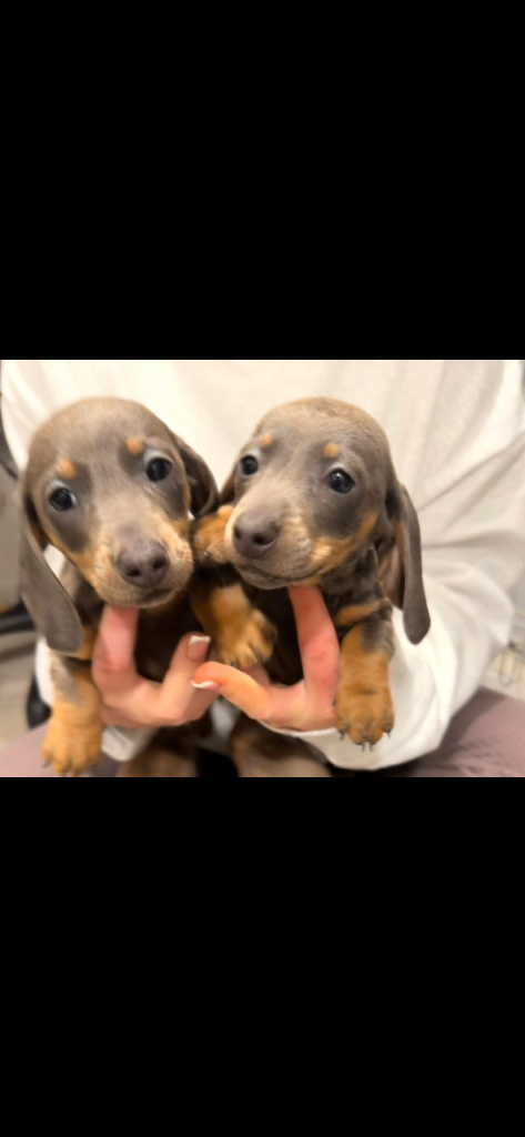 Miniature Dachshunds ready now 