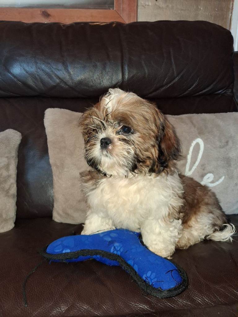 Beautiful Shih Tzu puppies 