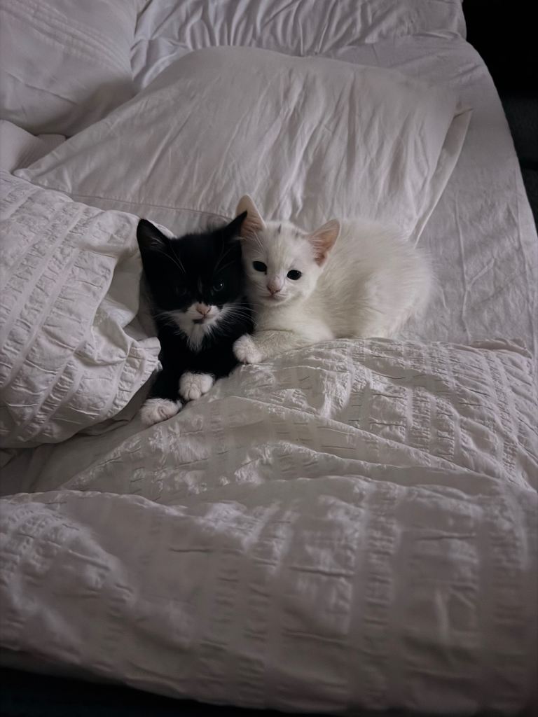 Kittens 
