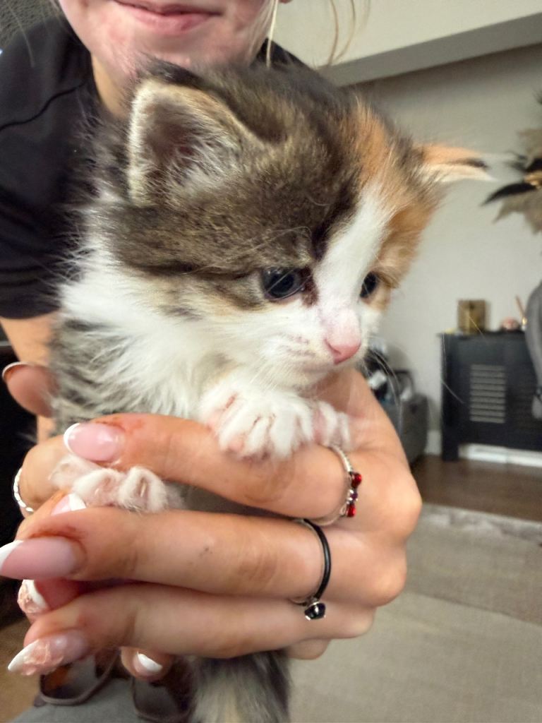 4 kittens 