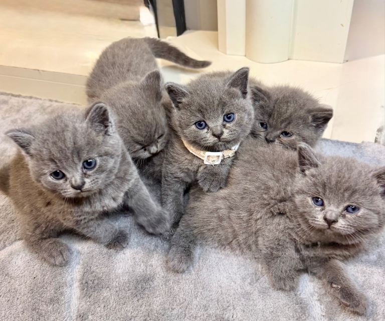 British short hair kitten 