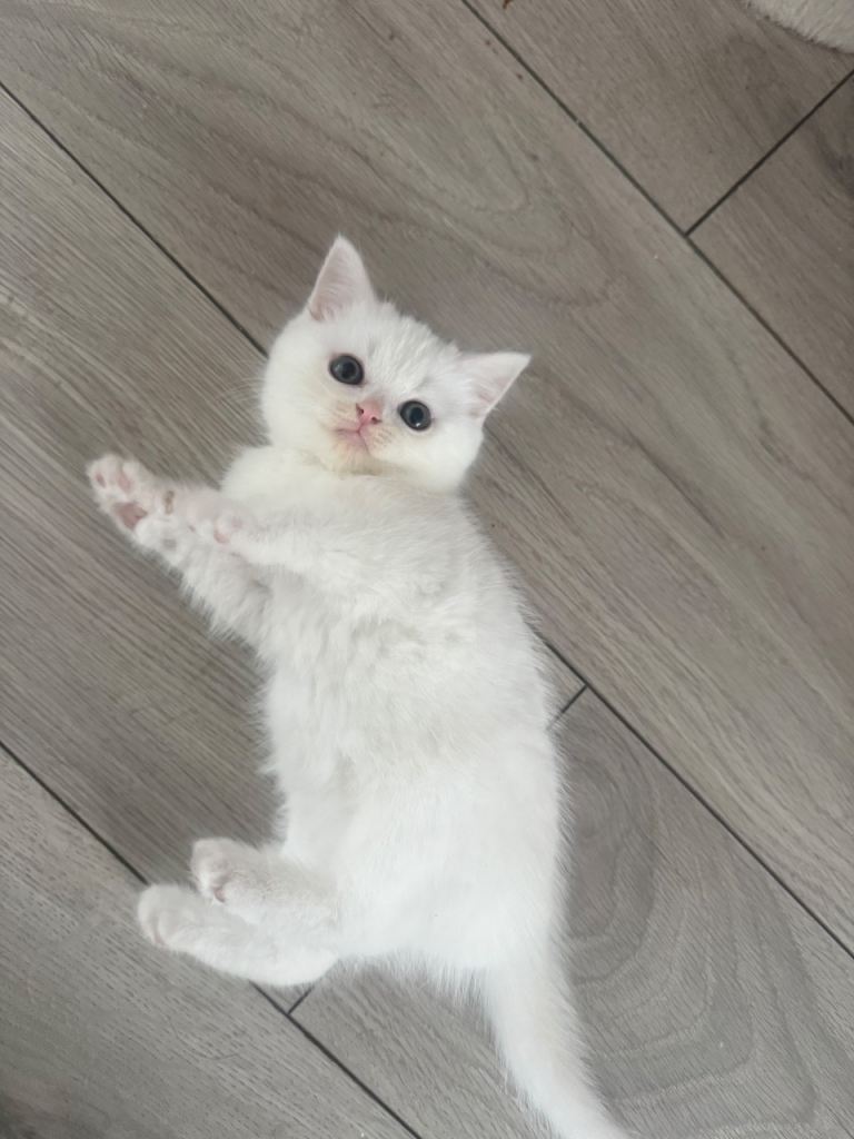 3 beautiful british shorthair kittens remaining ready to go to their new home ♥️