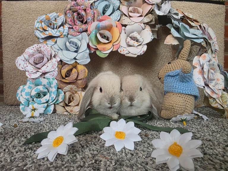 Mini lop