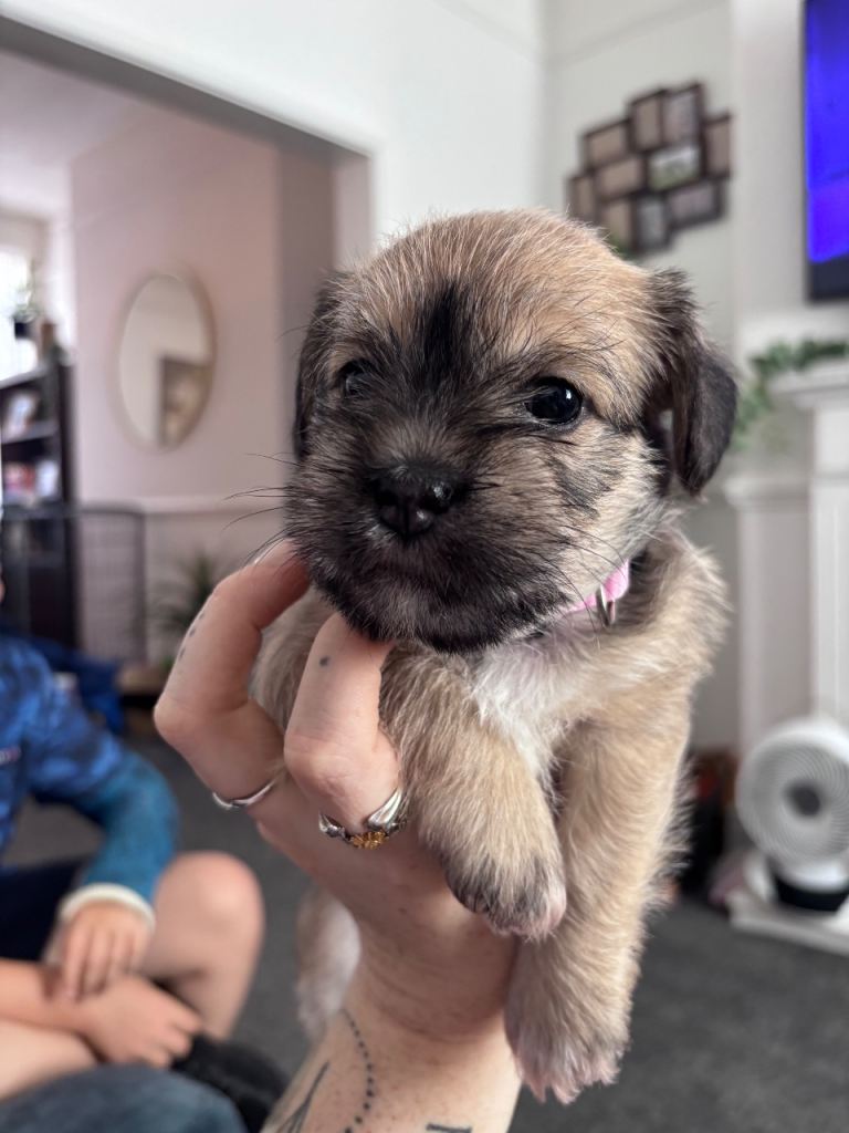 Female Schapso puppy 