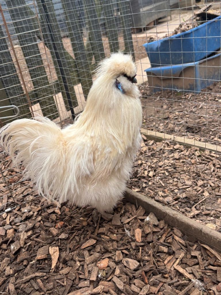 Silkie rooster 