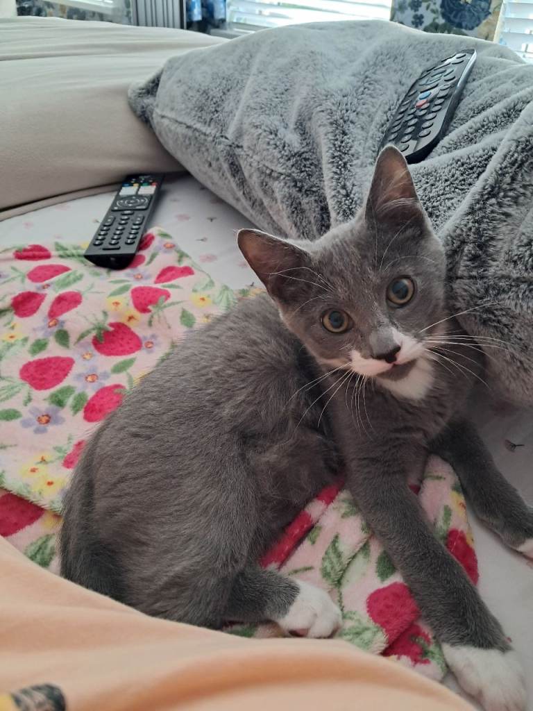 Grey male  kitten