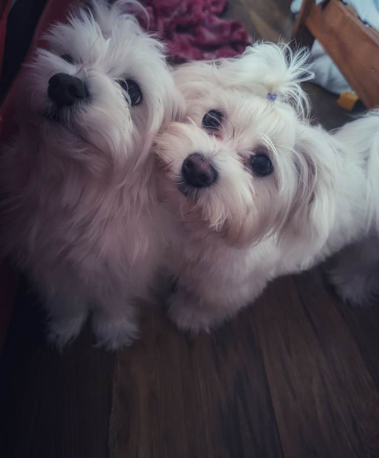 Mini Bichon Type Puppies – 3 Girls & 2 Boys – Family Raised