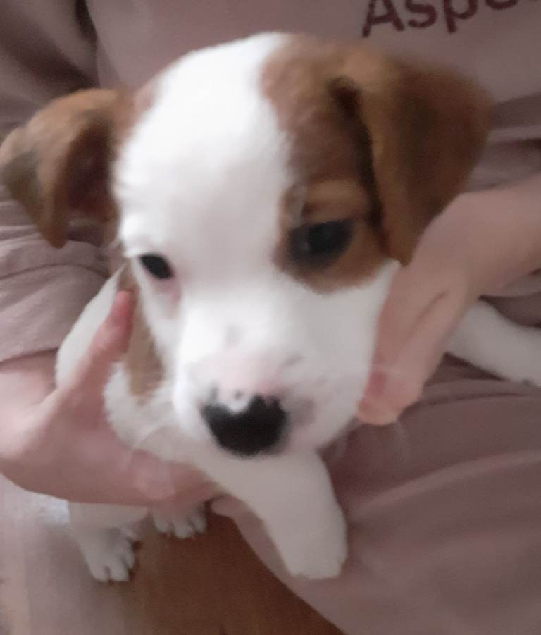 Jack russell puppies for sale 