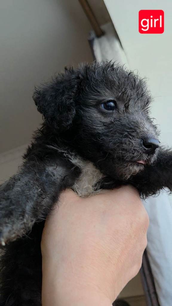 Rillington Bedlington Terrier puppies 