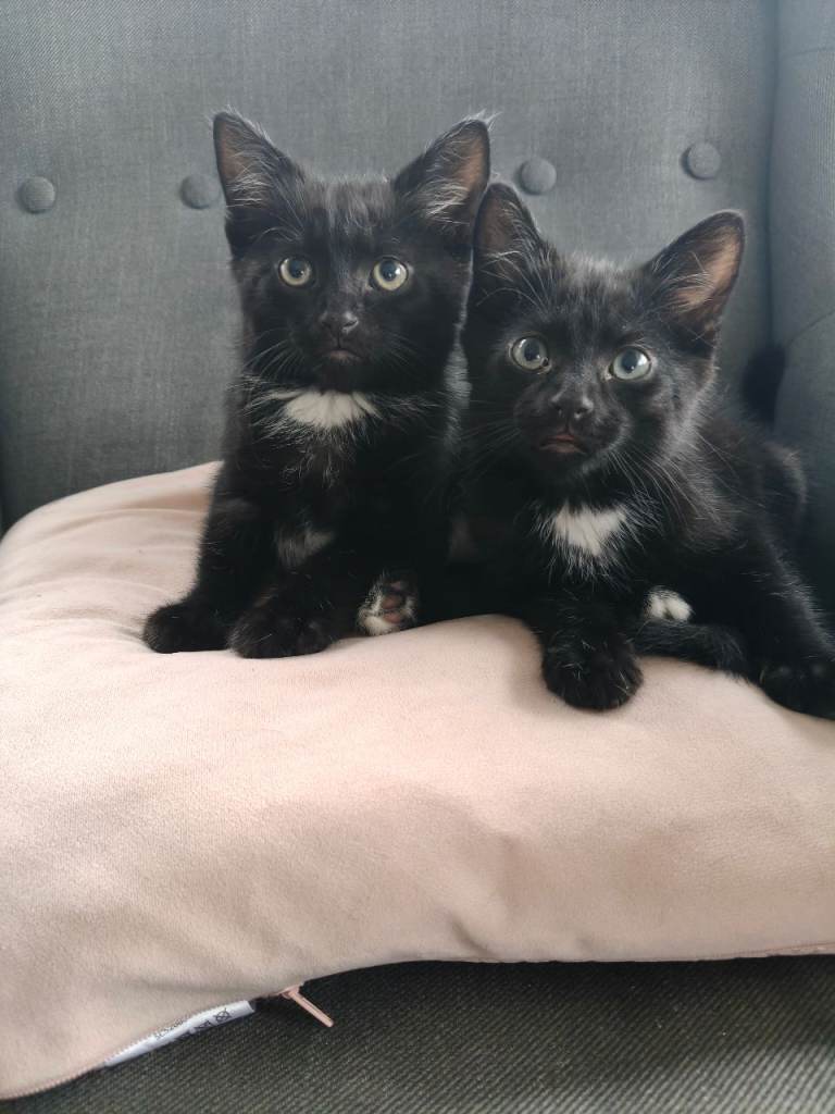Male black kittens