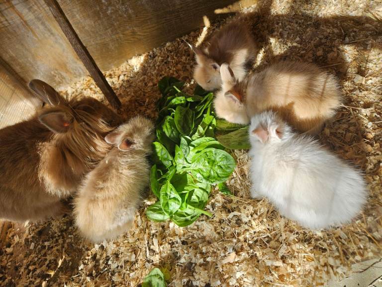 Lionhead Babies 3 boys 1 girl