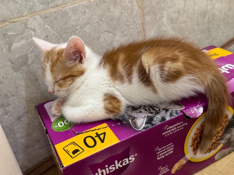 Female kitten looking for a new loving home 