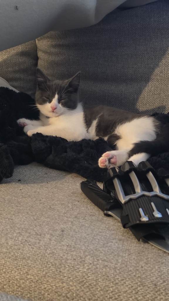 image for Last kitten