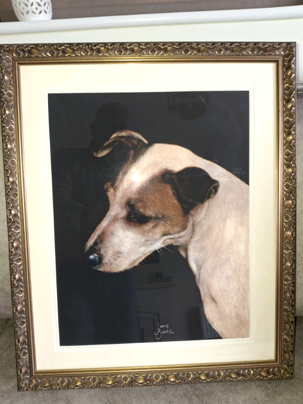 Jack Russel Framed Print 