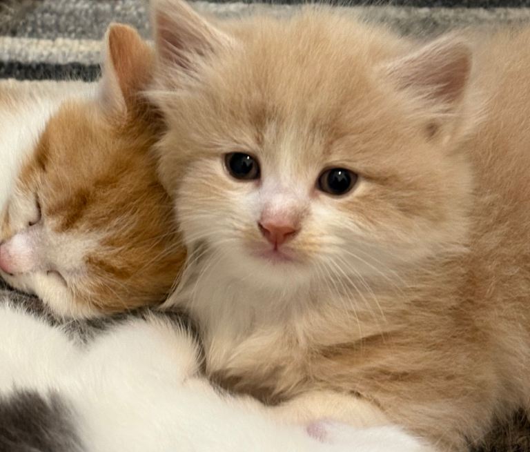 **READY** 4 Stunning kittens available 