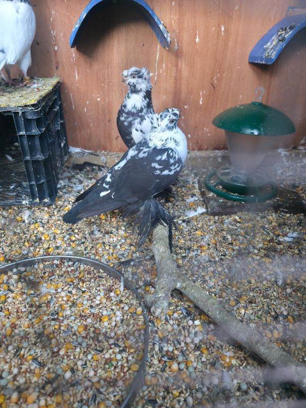 Pigeons and cage for sale 