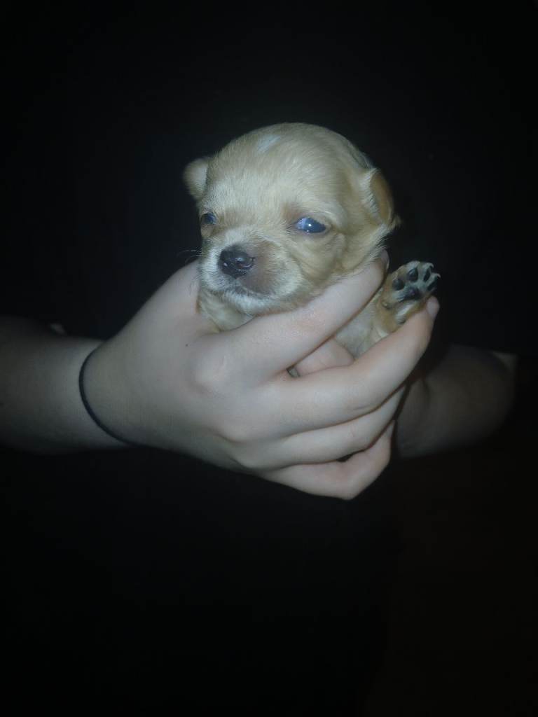 4 chihuahua puppies 
