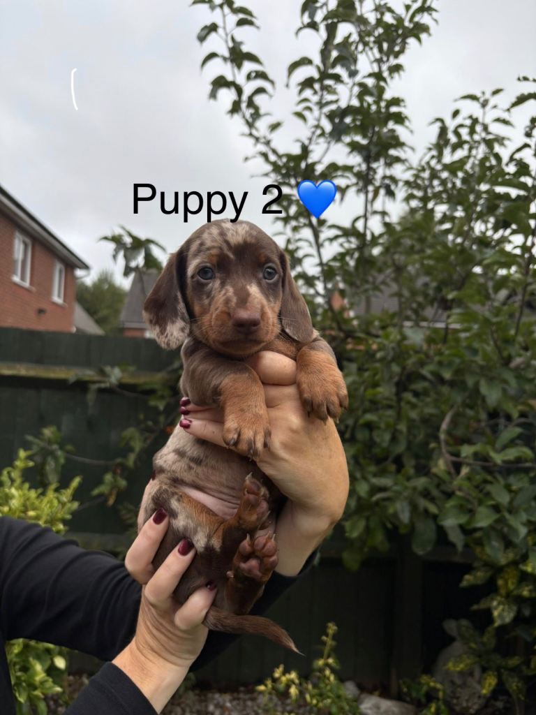 Gorgeous Dachshund Puppies for sale - 3 Males