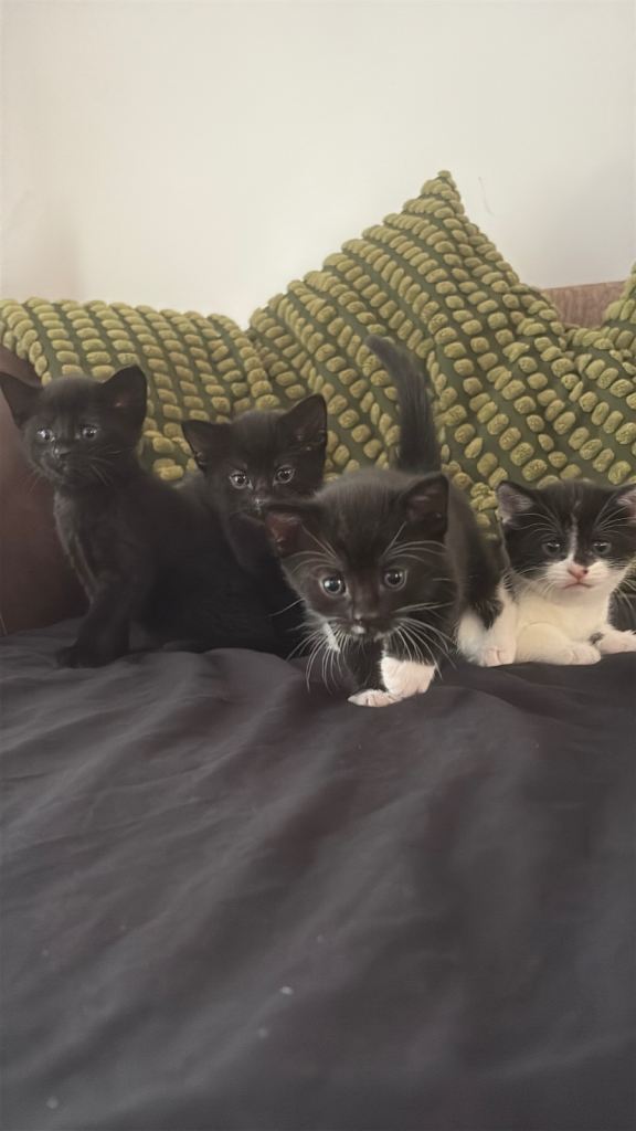 Beautiful playful kittens.