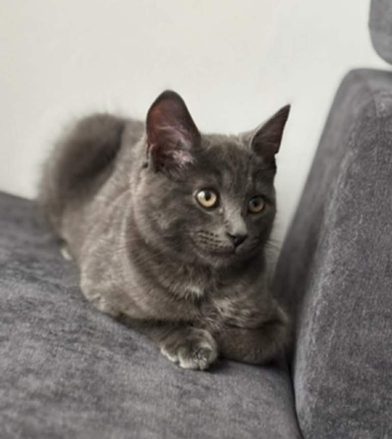 1 male grey cat 