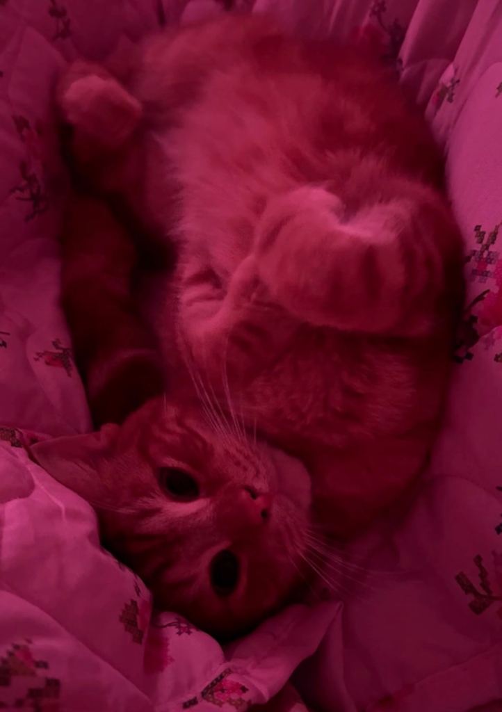 Beautiful domestic ginger cat